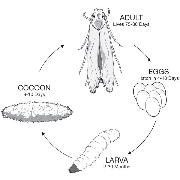 Clothes Moth Life Cycle